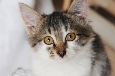 Sevimli kedi yakın çekim. Vintage renk