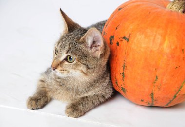 Bir kedi ile beyaz bir arka plan üzerinde büyük bir kabak