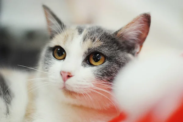 El gato Calico en el interior de Año Nuevo. Humor de Navidad. Retrato cerrado — Foto de Stock