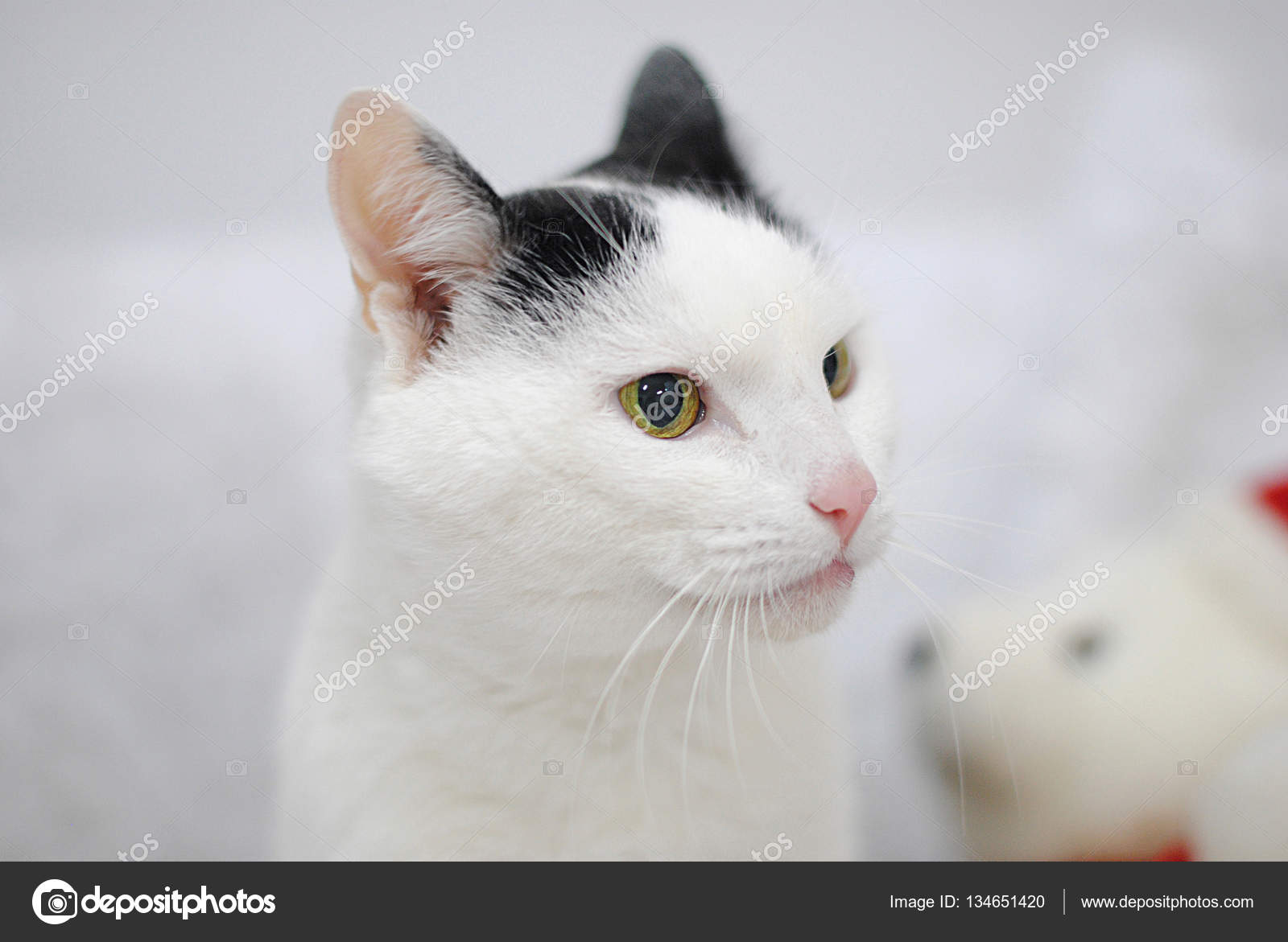 white cat teddy