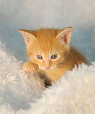 Kabarık beyaz battaniye de küçük kırmızı kedi