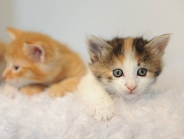 Beyaz kabarık sandalyeden bakmak iki küçük yavru kedi