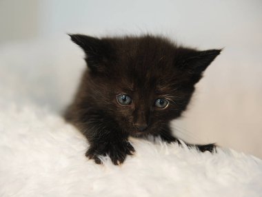 Küçük siyah yavru kedi beyaz kabarık sandalyeden bakmak. Noel ruh hali