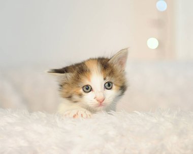 Küçük şirin kedi yavrusu beyaz kabarık sandalyeden bakmak. Noel ışıkları içinde belgili tanımlık geçmiş. Noel ruh hali