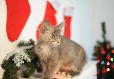 Dumanlı olağandışı renk bir yılbaşı iç çam dalları, çorap ve dekor ile şömine için güzel kedi