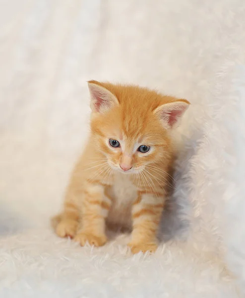 ふわふわの白い毛布で小さな生姜子猫 — ストック写真