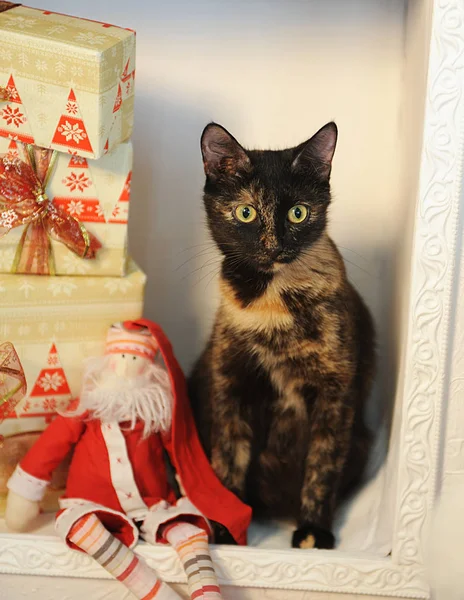 Gatto tartaruga variegato nell'interno di un nuovo anno nel camino con regali di Natale e giocattolo Babbo Natale — Foto Stock