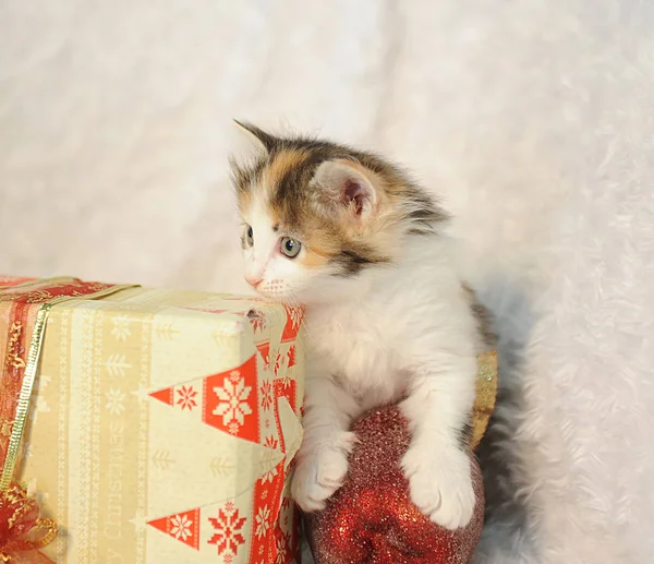 Little cute kitty in the interior of the New Year on a white furry rug — Stock Photo, Image