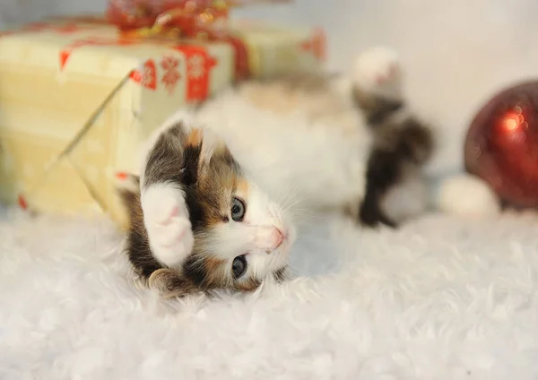 Little cute kitty lies in the interior of the New Year on a white furry rug — Stock Photo, Image