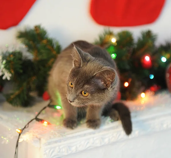 Gato de felpa gris en el interior de Año Nuevo a la chimenea con ramas de abeto. Calcetines de Navidad en la pared — Foto de Stock