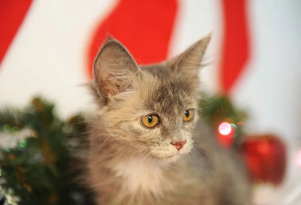 El color humeante insólito hermoso gato en el interior de Año Nuevo a la chimenea con las ramas de abeto, los calcetines y la decoración — Foto de Stock