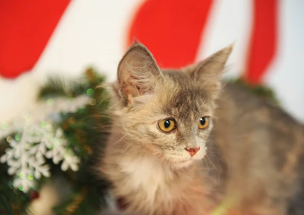 El color humeante insólito hermoso gato en el interior de Año Nuevo a la chimenea con las ramas de abeto, los calcetines y la decoración — Foto de Stock