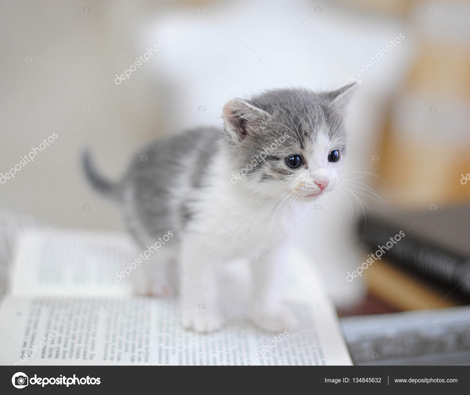Küçük beyaz ve gri yavru kedi kuş kafesi üzerinde. Tam portre Stok