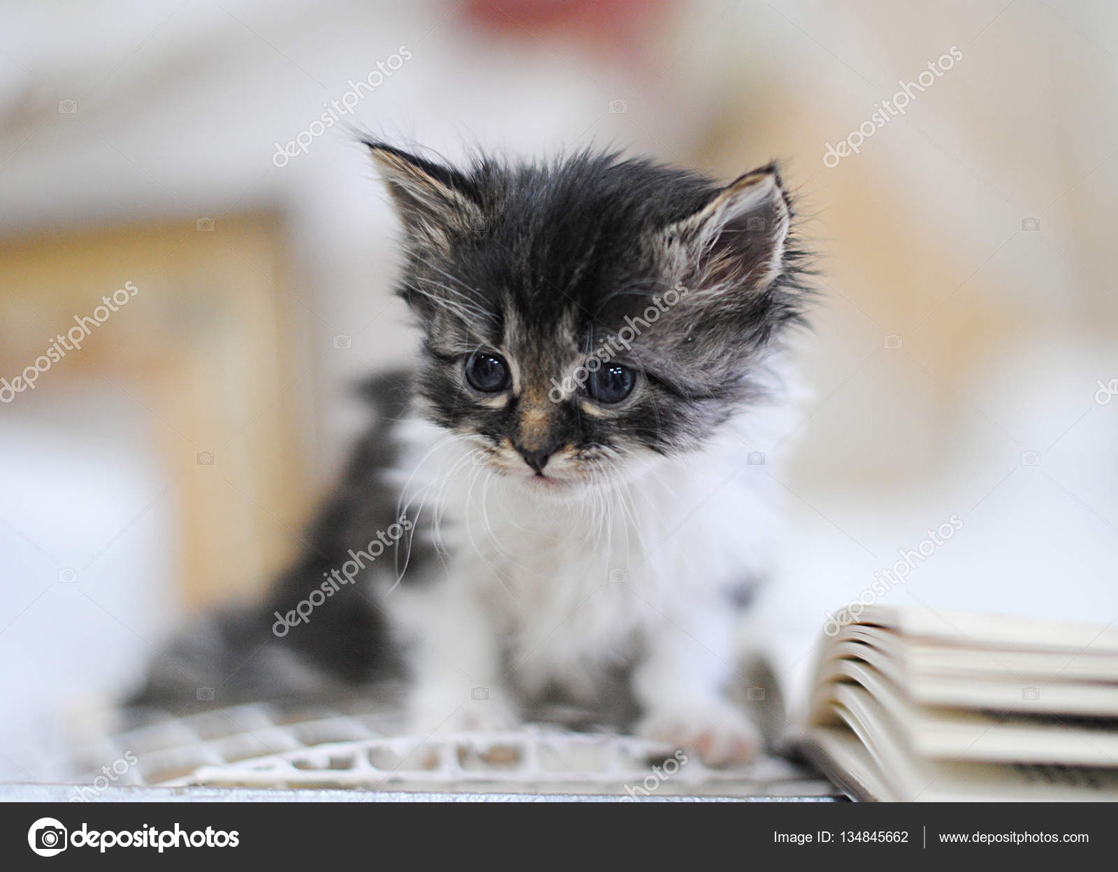 Petit Chaton Blanc Et Gris Avec Livre Sur Une Cage à Oiseaux