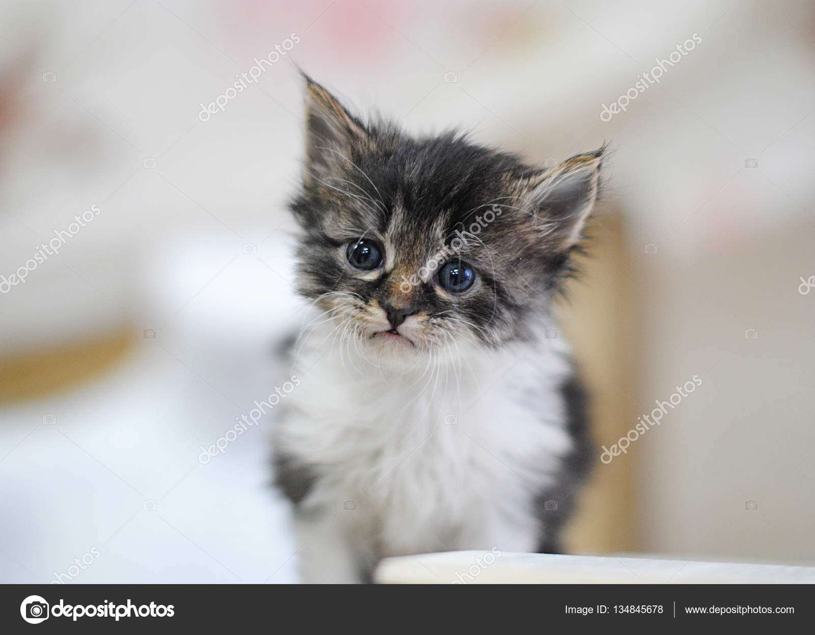 Petit Chaton Blanc Et Gris Avec Livre Sur Une Cage à Oiseaux