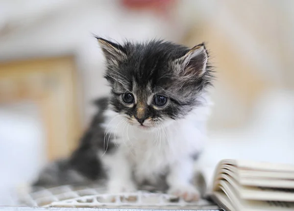 Piccolo gattino bianco e grigio con libro su una gabbia di uccello. Ritratto completo — Foto Stock