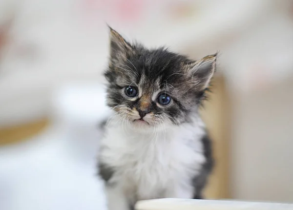 Kleine witte en grijze kitten met boek over een vogelkooi. Portret — Stockfoto