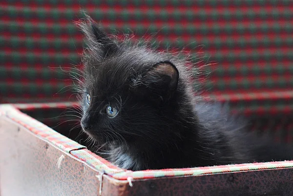 Pequeño gatito peludo negro en maleta vintage. Curiosamente mirando hacia fuera — Foto de Stock