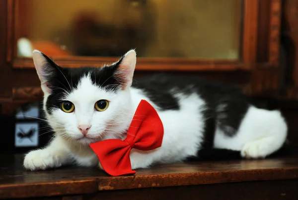 Il gatto bianco e nero in un papillon rosso giace imponente su uno specchio vintage — Foto Stock