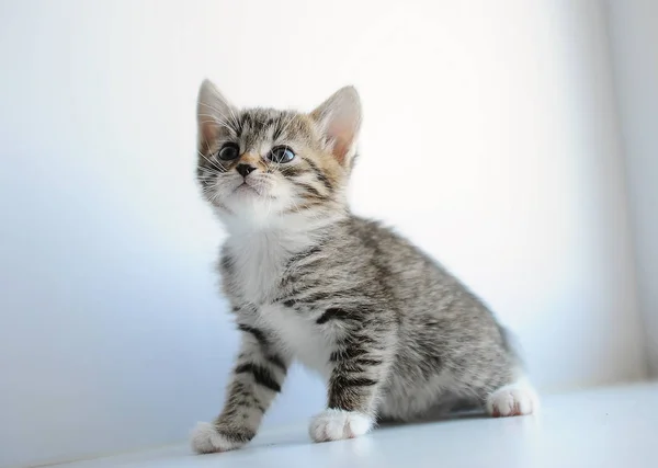 Little gray fluffy kitten on a light background — Stock Photo, Image
