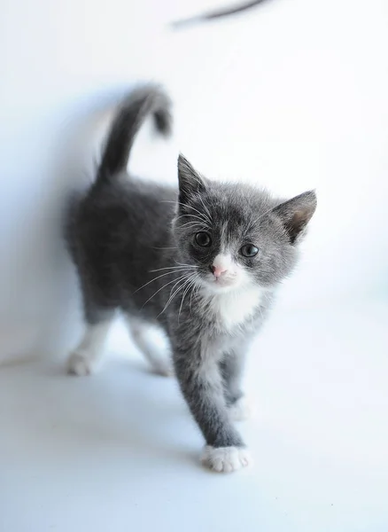 밝은 배경에 작은 회색 솜 털 고양이 — 스톡 사진