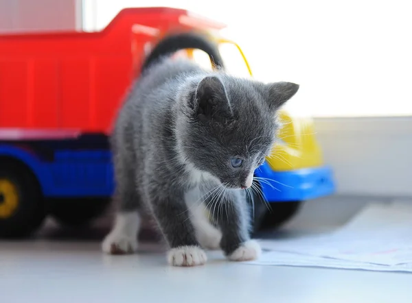 Kleine tabby pluizig kitten met een speelgoedauto op de vensterbank — Stockfoto