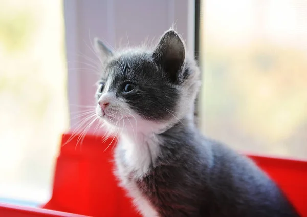 Piccolo gattino peloso tabby con un'auto giocattolo sul davanzale della finestra — Foto Stock