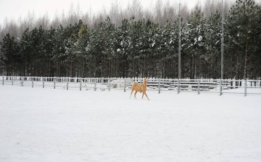 Dun at tek renkli kış manzara arka plan koşuyor