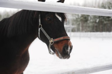 Yakın bir kış tek renkli manzara arka plan üzerinde kahverengi bir at portresi