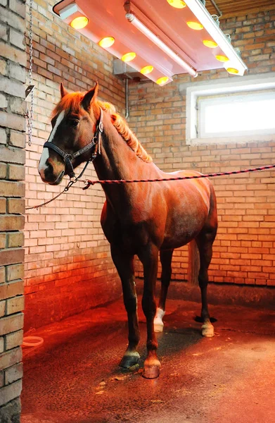 Bayard em solário especial para cavalos durante o procedimento — Fotografia de Stock