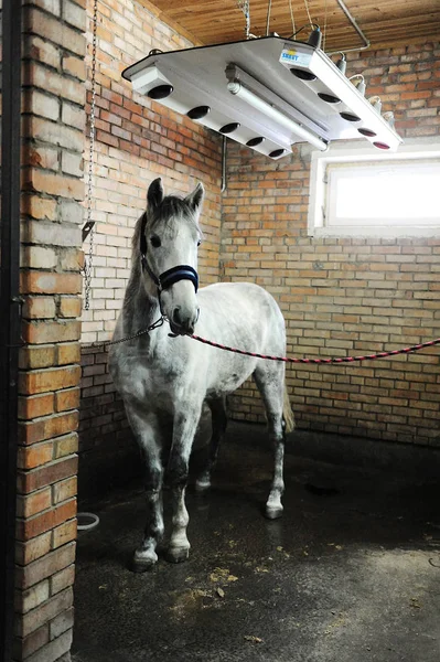Cavalo cinzento em solário especial para cavalos durante o procedimento — Fotografia de Stock