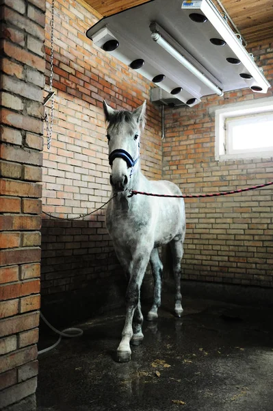 Grijze paard in speciale solarium voor paarden tijdens de procedure — Stockfoto