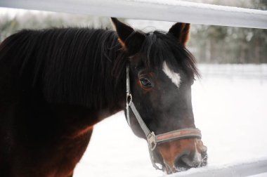 Yakın bir kış tek renkli manzara arka plan üzerinde kahverengi bir at portresi