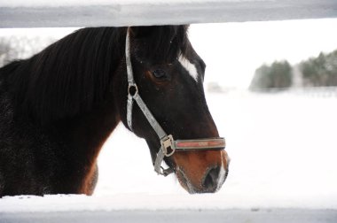 Yakın bir kış tek renkli manzara arka plan üzerinde kahverengi bir at portresi