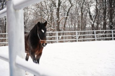 Tek renkli kış manzara arka plan kahverengi at koşuyor