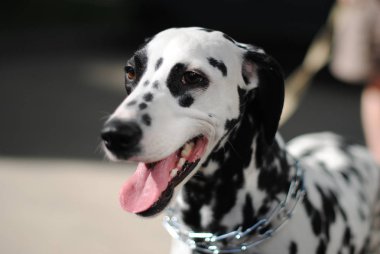 Dalmaçya köpek açık havada bir metal yaka ve tasma. Güneşli bir günde portre