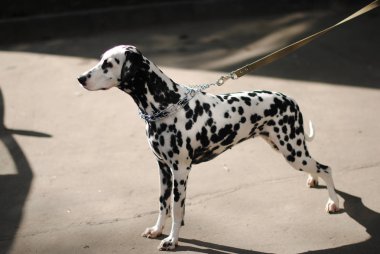 Dalmaçya köpek açık havada bir metal yaka ve tasma. Güneşli bir günde tam portre