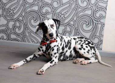 Kırmızı papyon şık gri-çelik iç Dalmaçya köpeği. Monogram ile duvar kağıtları