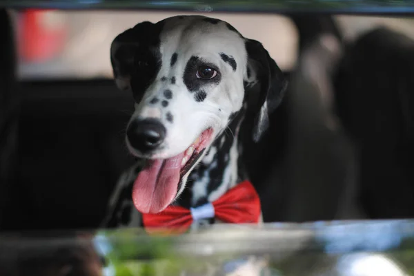 Perro dálmata en una pajarita roja mira por la ventana del coche — Foto de Stock