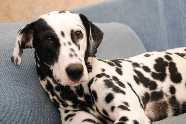 Pies Dalmacji leży na kanapie niebieski — Zdjęcie stockowe