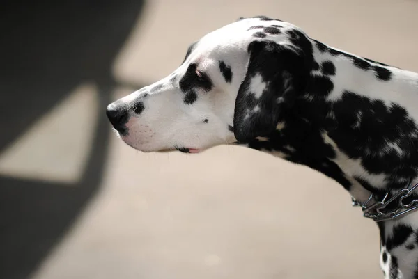Dalmatyńskiej psów na zewnątrz w metalowy kołnierz i smyczy. Portret w słoneczny dzień — Zdjęcie stockowe