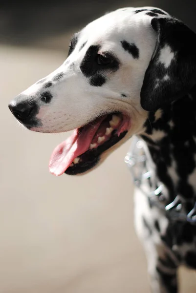 Dalmatyńskiej psów na zewnątrz w metalowy kołnierz i smyczy. Portret w słoneczny dzień — Zdjęcie stockowe