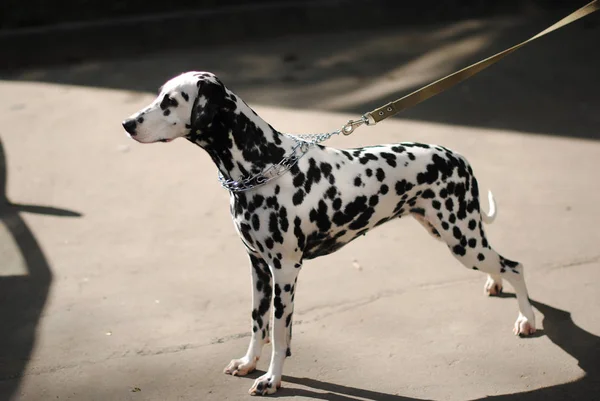 Perro dálmata al aire libre con un collar de metal y una correa. Retrato completo en un día soleado — Foto de Stock