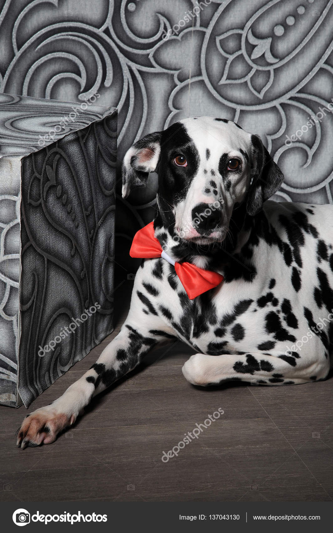 dalmatian bow tie