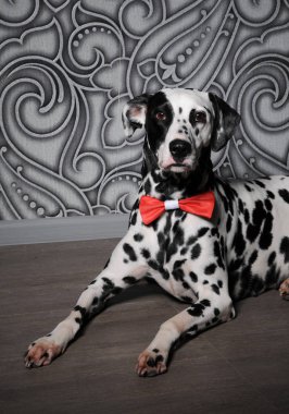 Kırmızı papyon şık gri-çelik iç Dalmaçya köpeği. Monogram ile duvar kağıtları