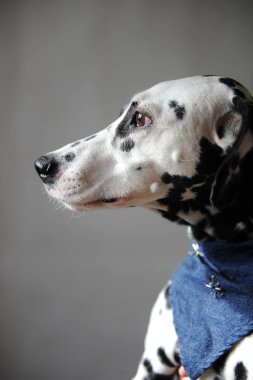 Kot cravat Dalmaçya köpeği. Dikey metin veya tasarım için boş alan ile hafif bir arka plan üzerinde