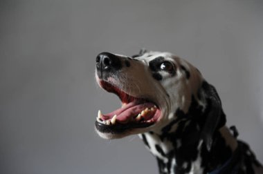 Kot cravat Dalmaçya köpeği. Dikey metin veya tasarım için boş alan ile hafif bir arka plan üzerinde