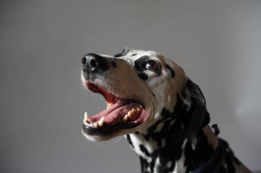 Kot cravat Dalmaçya köpeği. Dikey metin veya tasarım için boş alan ile hafif bir arka plan üzerinde