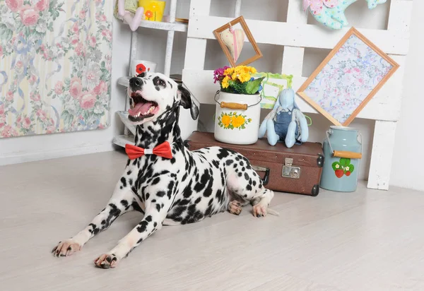 Pies dalmatyńczyk w czerwoną muszką w jasne wnętrze Shabby. Obiekty retro, vintage wystrój — Zdjęcie stockowe