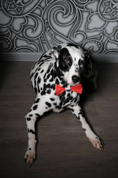 Pies dalmatyńczyk w czerwoną muszką w stylowe wnętrza gray stal. Tapety z monogramy — Zdjęcie stockowe